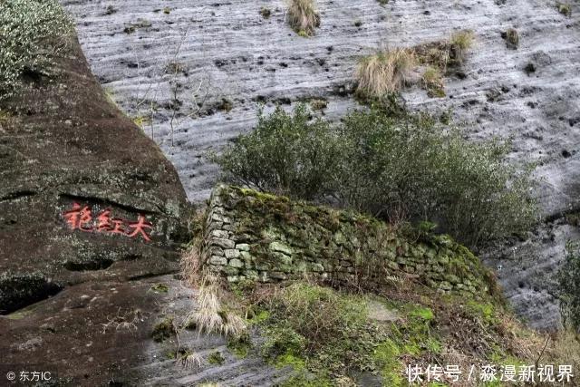 大红袍|中国最贵的三棵树，前两棵配有警卫，最后一个却有点不一样