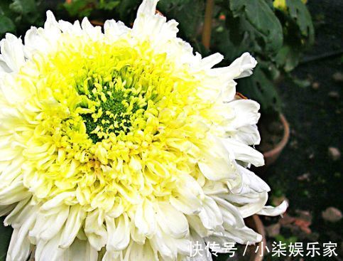 素裹|喜欢菊花，不如养盆优良名菊“西施倩装”，似素裹金秋，清新美丽