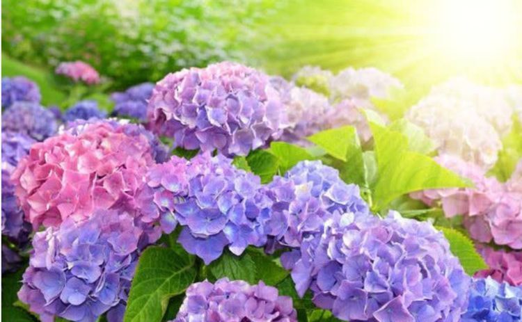 养花|养花就养4种花,家里养一盆,开花漂亮花期长,不易生病好养护