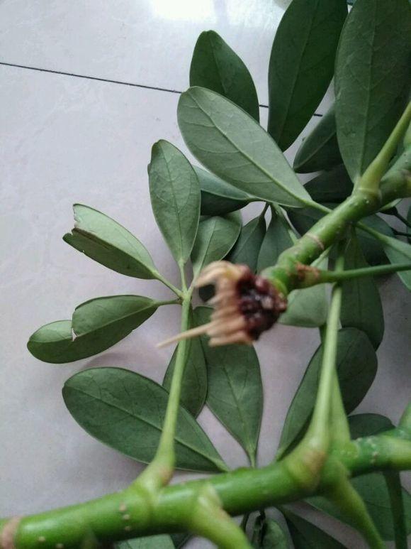 枝条|家里养盆它,不怕二手烟,捡个枝条插水里就能活!