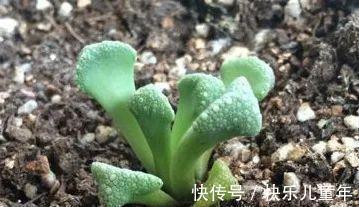 此多肉名字很仙,但实际却丑得有些雷人,据说很多人欣赏不来