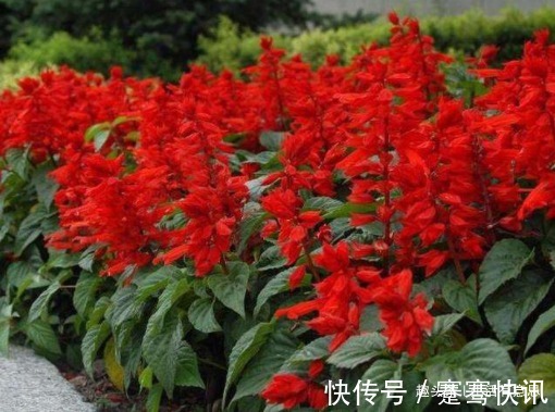 此花，成串，是炮仗不是爆竹，爆盆窜成鲜花海洋，教你养花