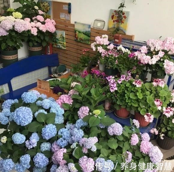 帆风顺|这些花最讨厌太阳，越阴凉越爆盆，还能开满花！