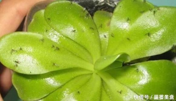 飞虫|花盆满是小飞虫？不是大事，花盆撒把它，小虫死翘翘