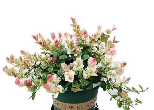 五种盆栽养在家里如景如画,比绿萝吊兰美多了,一派时尚景观