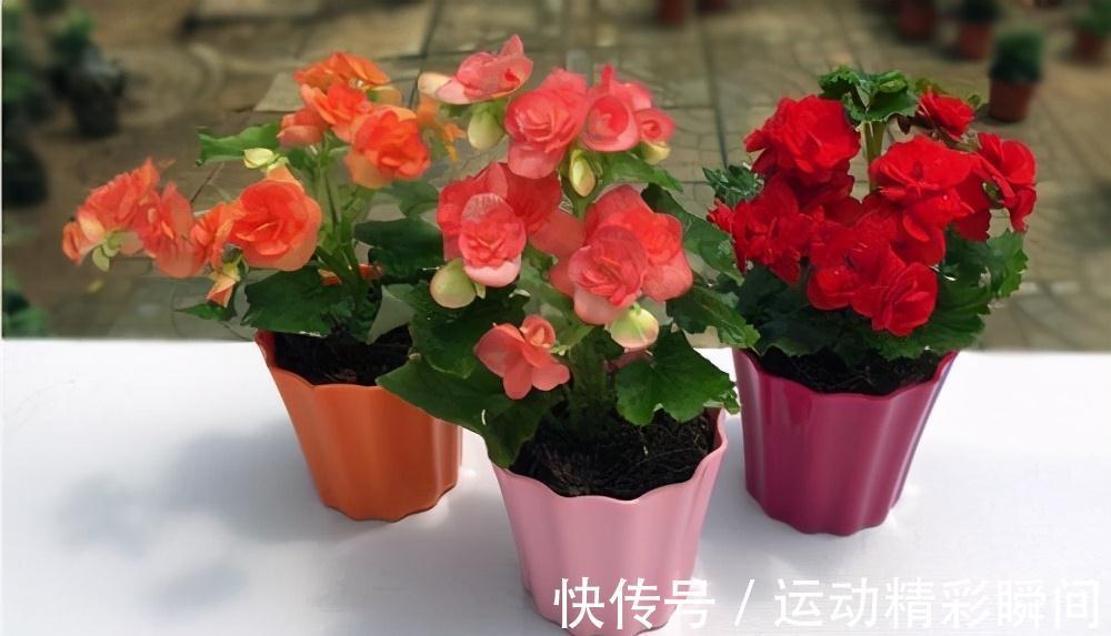 什么氮肥磷肥都不如2种药,水里加1粒秒变万能水,超好用