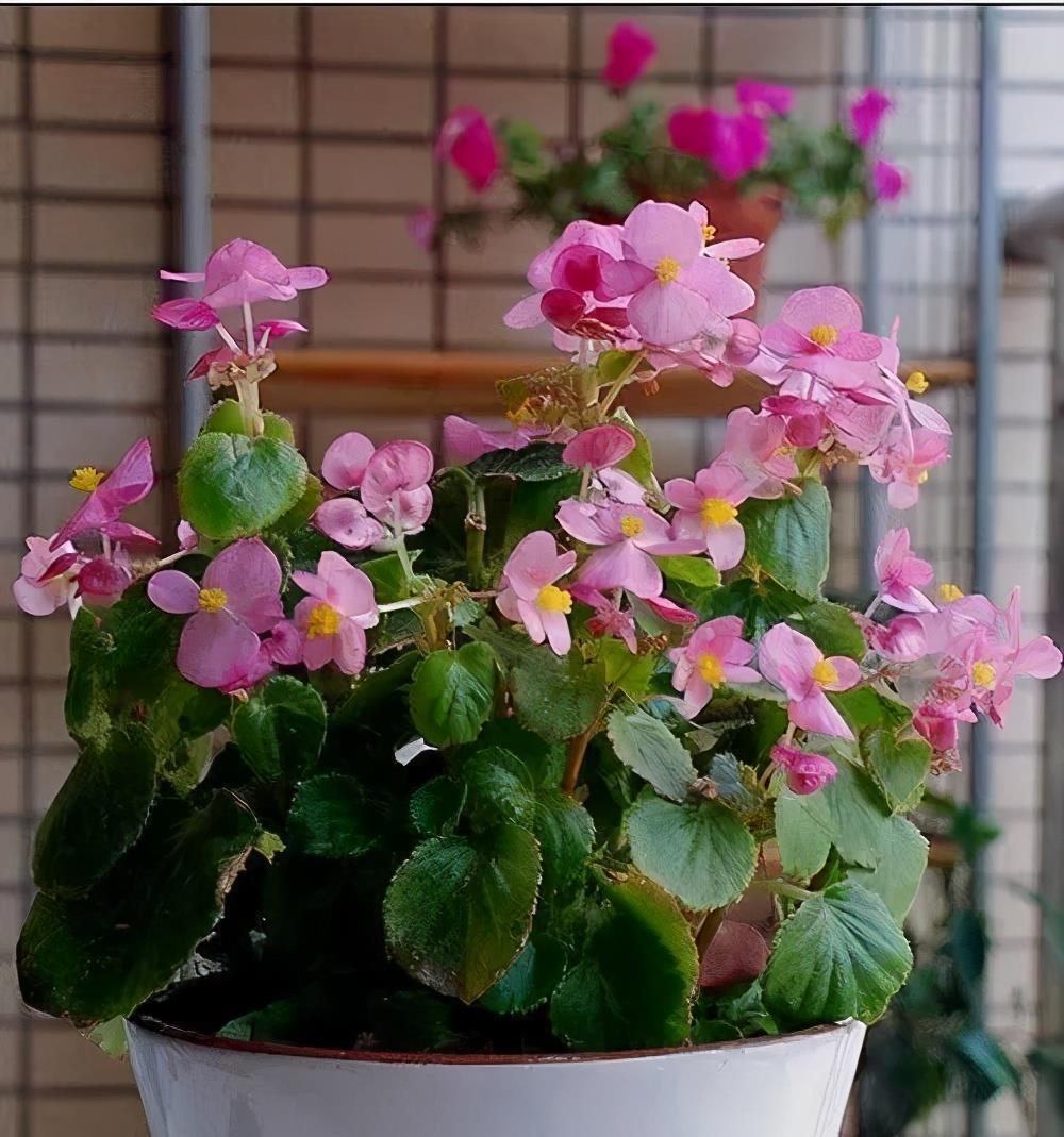 阳台上|6种“劳模花”,四季能开花,家里养一盆,赏花300天