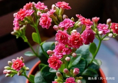 枝条|家养长寿花不知道怎么开花学会这三个小技巧,轻松花开爆满盆