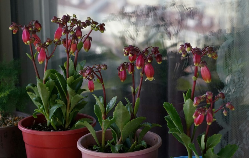 此花寓意着给人们带来健康，为家中增添吉祥如意，象征着健康长寿