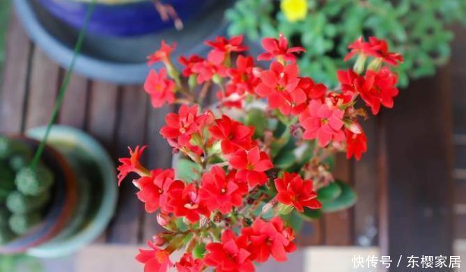 封闭|封闭阳台养5种花，不容易黄叶落叶，开花还很漂亮