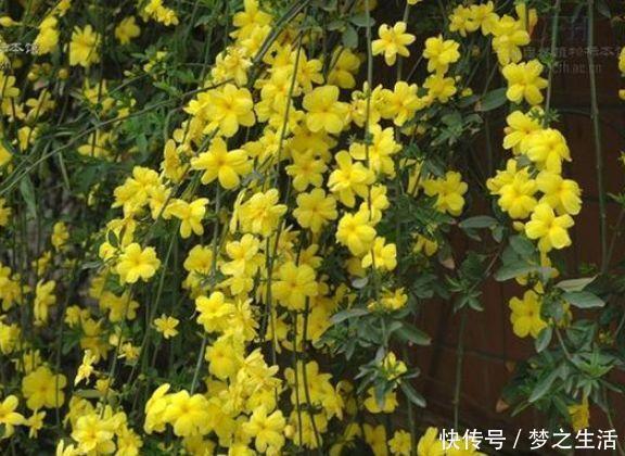 爆盆|这种花一定要养,不用操啥心,花色繁多易爆盆,娇艳欲滴