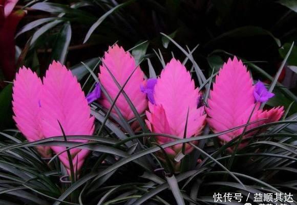 花草盆栽:6种冬天开花的植物,随便养上一盆,美翻整个寒冬!