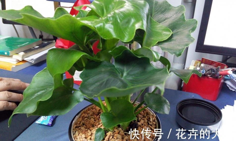 花肥|用这3种肥料养花，植株开花更多、花色更艳，省钱又实用
