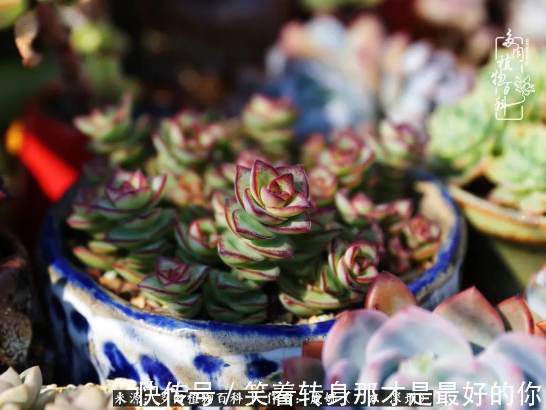 曾经的美肉，谢谢你们都惊艳过时光，谢谢你们都陪过我！