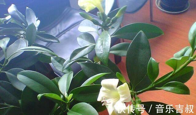 水培|这5种花,漂亮又好养,放卧室客厅都合适,还能净化空气,很实用