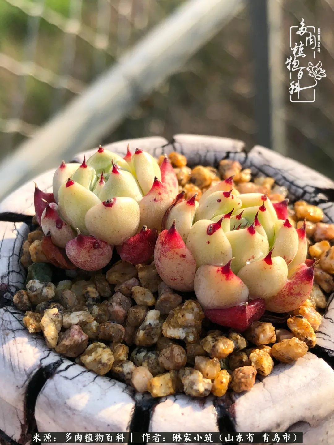 多肉|有史以来最厉害的一场寒潮，治好了我养多肉这些年的“坏毛病”