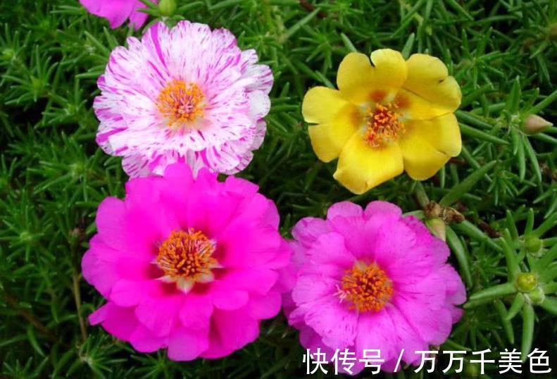 太阳花|9月逛花市,遇到3种花捡漏正当时,皮实好养还便宜