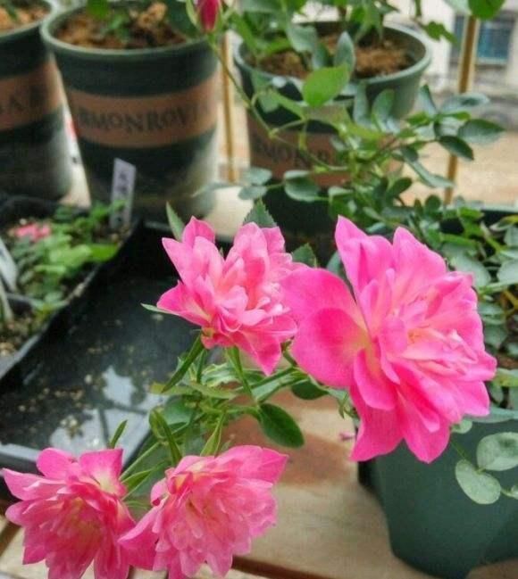 5种花开完后，剪下的枝条不要扔，活性高适合扦插，一插一大盆