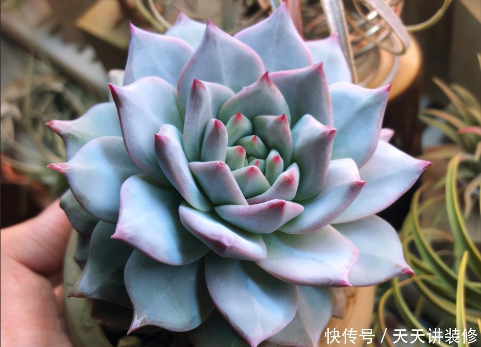 粉蓝鸟控养出状态一点都不输贵货,只要坚持控养,再丑也能逆袭