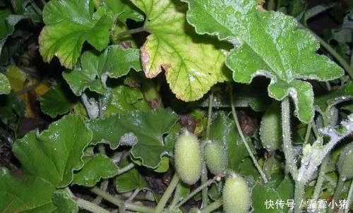 喷瓜|农村叫“喷瓜”的植物,是天然“泻下剂”,遇见别摘它
