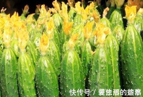 维生素b2|忠告:凉拌黄瓜不可放此物,很多人还不清楚,吃出一身疾病