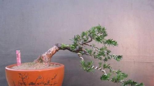 何地|雀舌罗汉松产在何地?如何区分?咋培养出佳品