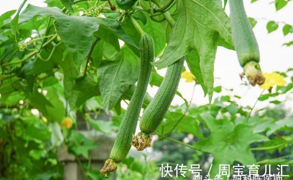 常吃|女人不愿早衰,常吃3种食物,能健脑益智,减缓脑细胞衰老