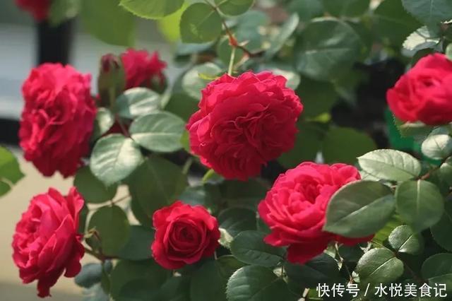 22种最漂亮的月季,一次能开300天,满屋飘香开花多