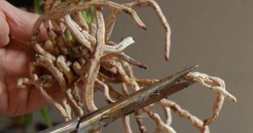 养花|养花换盆该做些什么?不懂就这么办,保植物远离危险!