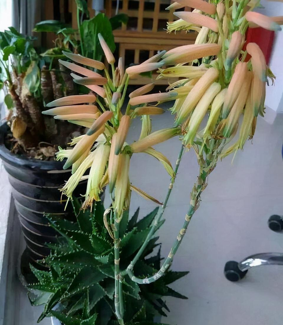 6种花“很吉祥”,建议养在卧室客厅,好看好养,还可当年宵花