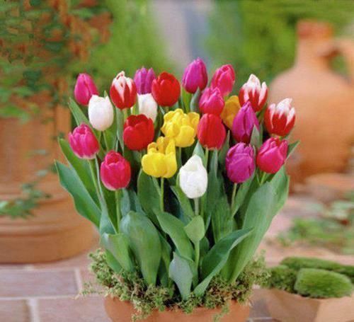 花卉|家里养花有讲究，3种花不能乱养，是大忌