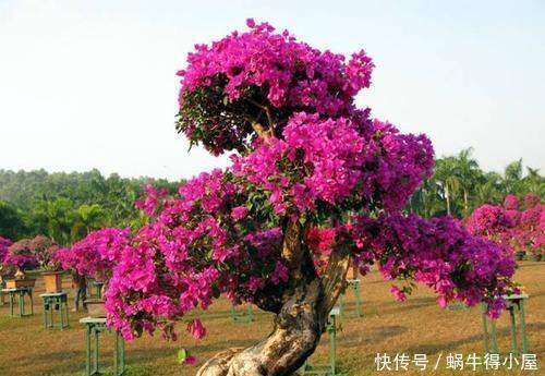 木疙瘩|这花要勤修剪,不能养太老,越老开花越少,最后长成木疙瘩!