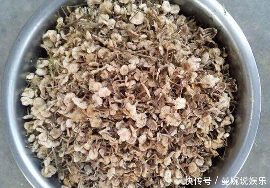 这种野味只有在雨后才会长出,可遇不可求,很多农村人都没吃过