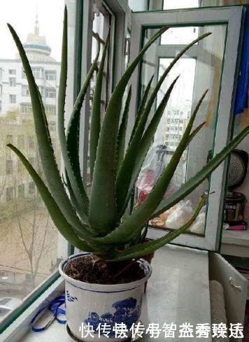 君子兰花不旺,浇点这“汁液”,比施肥更管用,一盆能开四五朵