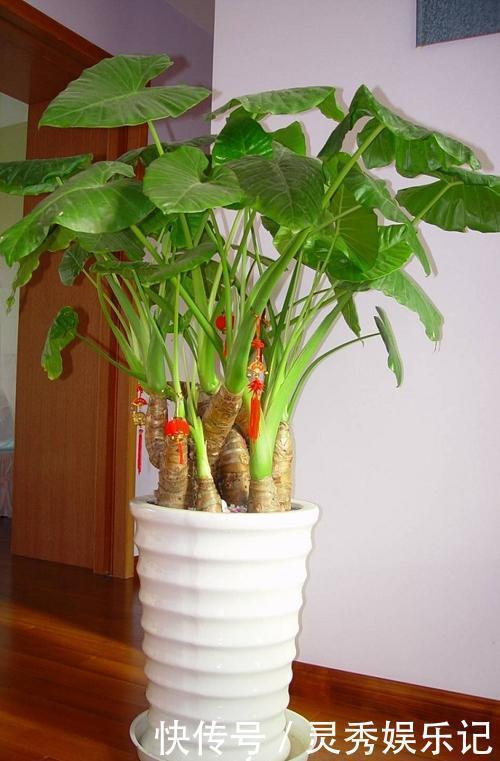 种花|家里养花“别瞎买”,5种花是“有毒”的,对大人小孩都不好