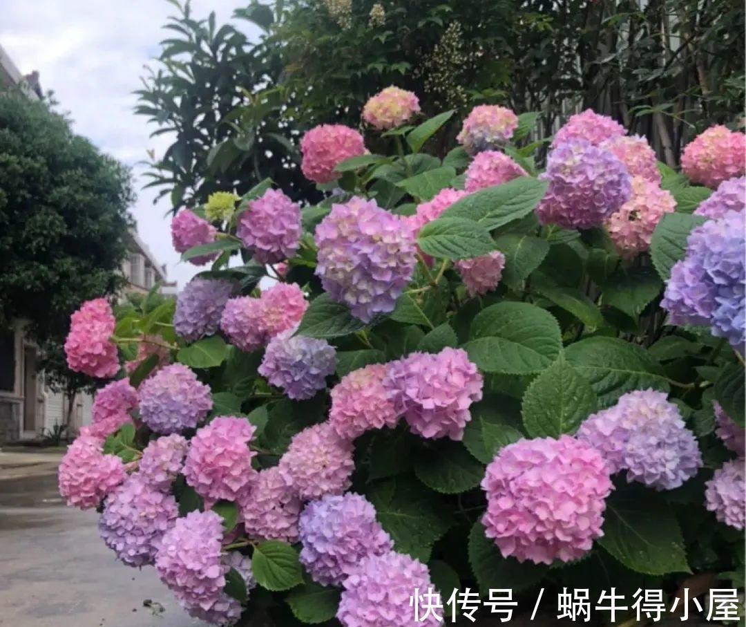 花苞|初秋8种花不能剪,轻则不开花,严重可能剩空盆