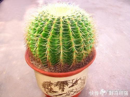 金钱树|太省心的花,1个月浇一次就行,叶子长的还超旺盛!