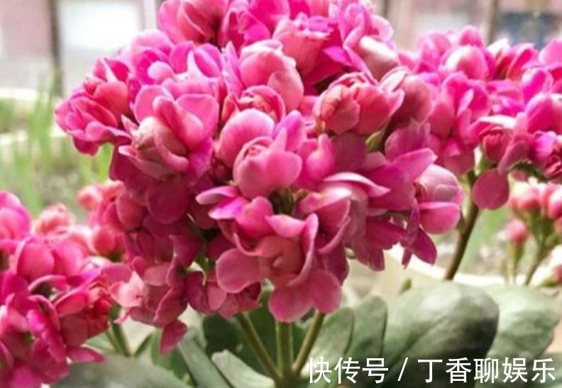 花卉|9月逛花市,推荐你买5种花,带回家就能有花赏,一开就是大半年