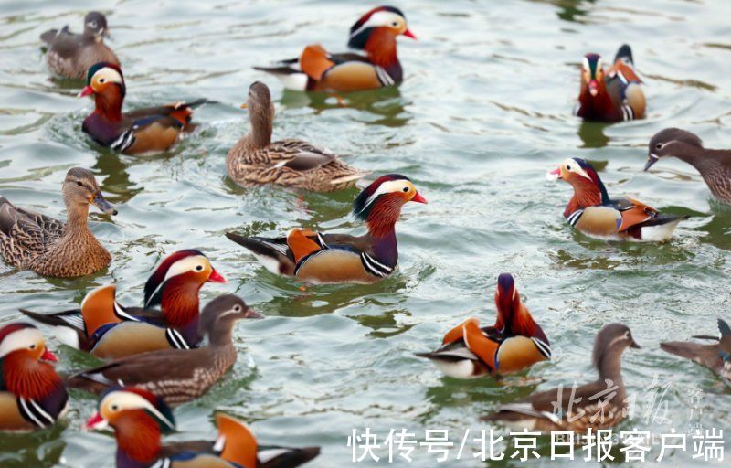 鸳鸯|冬日美景！一大波鸳鸯飞抵龙潭湖，和野鸭同池嬉戏真热闹