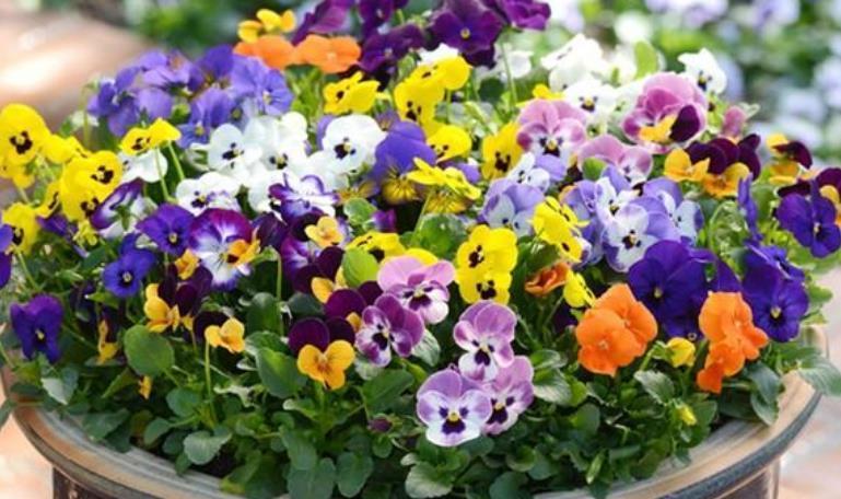 4种花自带财运,家里养一盆,30天不浇水照样生长,一年开花不断