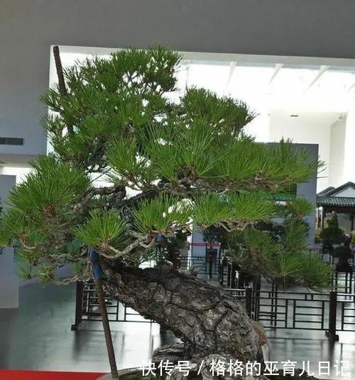 山松盆景矮霸葱翠才美,教你几招,轻松营造