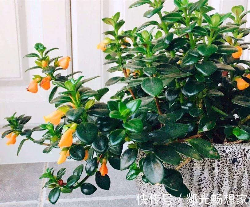 金鱼吊兰这么养,1年四季都能开花,小金鱼噗噗冒!