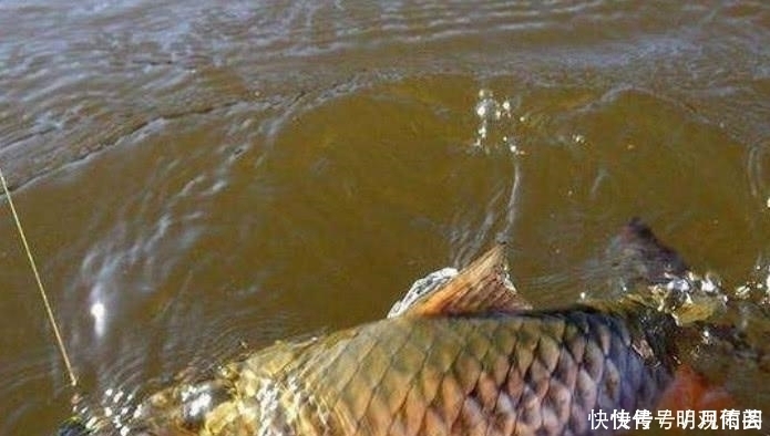 它常让人错认成草鱼,比草鱼更珍贵,在市场上1斤卖到上百元