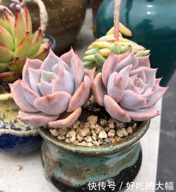 多肉|种多肉,最忌讳用大盆,“小盆种大肉”,不易腐烂,发根更快