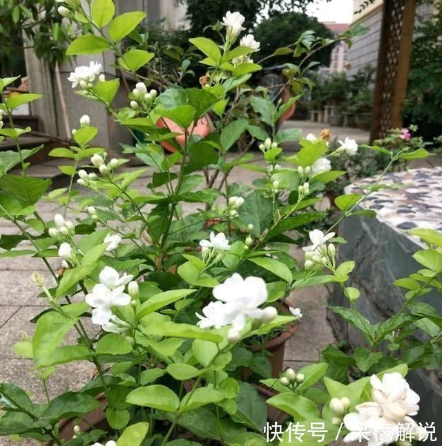 茉莉|茉莉修剪后，新枝细弱是这3点没做好，改一改，茉莉复花又爆盆