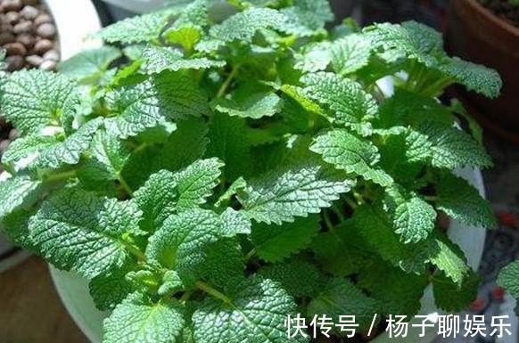 舒适|卫生间''除异味''大招放置3种绿植除臭,居家环境更舒适