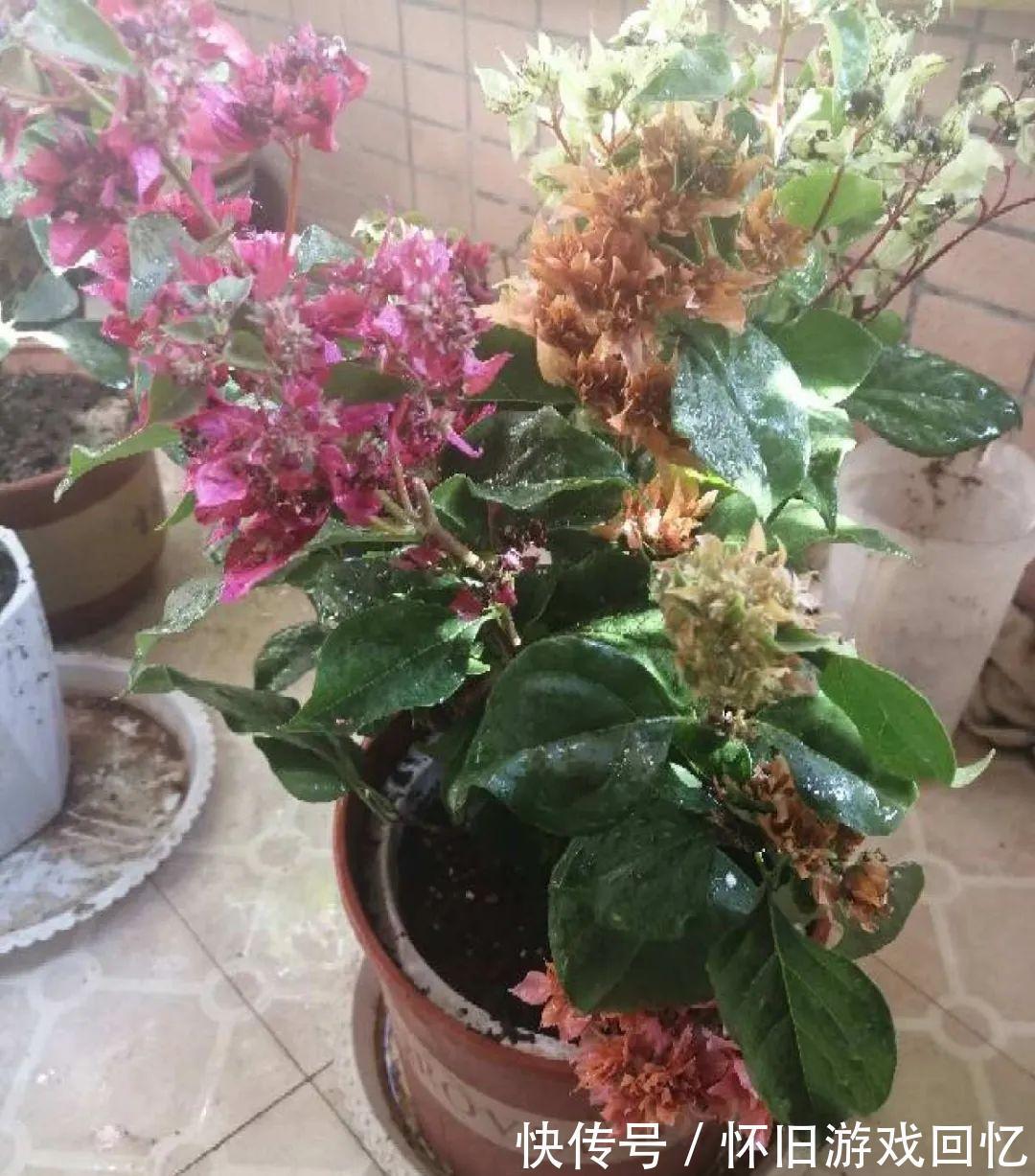 这花不能换盆,现在一动土,小命不保!