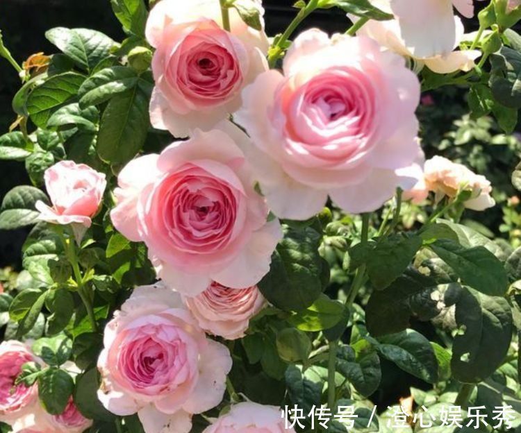 繁花似锦|养花试试几款花卉,花开繁盛花香怡人,四季繁花似锦