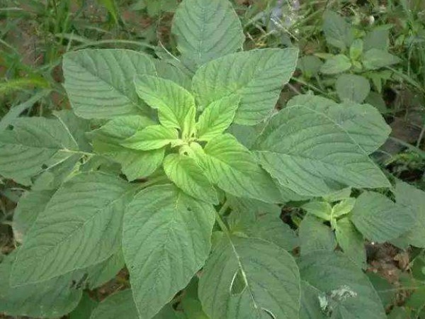 老少皆宜|野菜中的“4金刚”，钙含量竟是牛奶的3倍，现在吃还不晚！