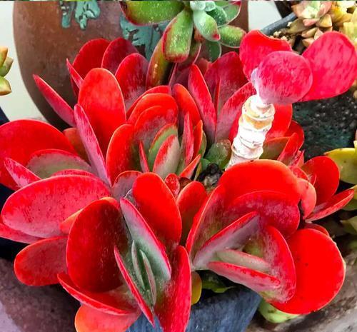 长势|5种容易养成老桩的多肉，一养就能成功，越养越美，适合新手